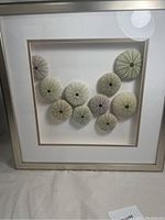 Full view of the framed wall art with eleven urchin shells arranged in a curved pattern on a white background within a beige frame.