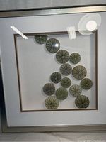 Full frontal image showing the framed urchin shell wall art with shells arranged diagonally and silver frame visible.
