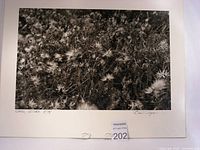 Front view of the photographic print showing the floral Camas composition, signature, numbering, and good condition.
