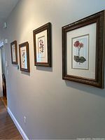 Four wooden framed botanical pictures displayed side by side on wall, showing overall set and style