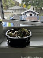 Image showing front view of the small black ceramic planter containing succulents and moss with decorative stones.