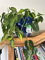 Photo of a live Heartleaf Philodendron plant with a trailing vine, housed in a glossy dark blue ceramic pot. Background includes books on a shelf.