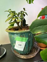 Photo of a jade plant in a teal ceramic pot with rounded rim and vertical textured lines, placed on a clear plastic saucer. The plant has thick green leaves and multiple branches.