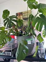 Photo showing a Monstera Deliciosa plant with multiple large green leaves in a grey textured pot on a black surface with office supplies and a water bottle in the background.