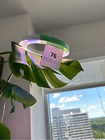 Photo of the circular LED plant grow light mounted above a green leafy indoor plant near a window with urban buildings in the background and blue sky.