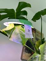 Photo showing white circular LED plant light casting light on large green monstera leaves, with partial purple hue reflection on leaf.