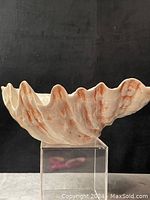 Side view of the large ceramic shell dish showing the textured ridges and natural shell shape with brownish-orange accents.