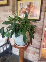 Large Easter Lily plant in grey ceramic pot sitting on circular ceramic base on wooden stand, showing full lush green leaves.
