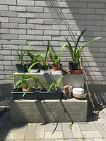Six live amaryllis plants in plastic and terracotta pots arranged on concrete steps against a brick wall outdoors.