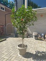 Full view of the live hibiscus tree in its planter, showing height and canopy shape.