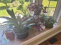 Seven live plants positioned on an indoor tiled windowsill with sunlight, including a purple shamrock Oxalis and various leafy green houseplants with different ceramic and plastic planters. Also visible is a terracotta watering can.