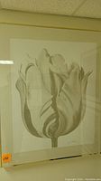 Full view of the framed lithograph showing the entire tulip artwork and frame.