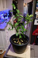 Full view of Moro blood orange tree in black planting pot on wooden platform in kitchen environment.