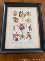 Full view of the black-framed botanical print showing several orchid flower illustrations titled Orchideen.