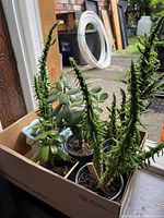 Box with jade and Eve's Pin succulents seen from side, showing tall spiny Eve's Pin plants and a jade succulent in black plastic pot