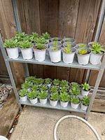 Succulent plants in small white pots arranged on two shelves of a metal stand placed outdoors on concrete. Various green succulents visible with healthy leaves and soil.