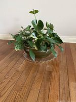 Wide shot of variegated leafy houseplant in green ceramic bowl on hardwood floor with glass plate underneath.