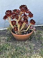 Side view of the succulent plant in pot showing multiple reddish rosettes on thick stems in a round pot outdoors.