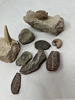 Overview of multiple fossils including trilobite, shark tooth, ammonite, and several segment fossils displayed on a light surface.