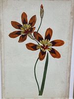 Close-up of the botanical print showing two orange and yellow flowers with green stems on aged paper.
