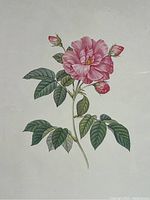Close-up of the pink French rose botanical print showing the blossom, rose buds, and green leaves.