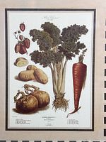Close-up photo of the botanical print showing detailed illustration of garden vegetables including strawberries, potatoes, celery, carrot, and onions with text labels.