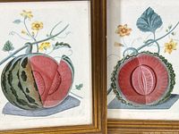 Close-up of both botanical prints showing melons cut in half with detailed interiors and surrounding yellow flowers.