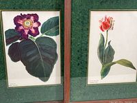 Two framed flower botanical prints side by side, one of Hybrid Gloxinia and the other of Flamingo Tulip with marbled mats in red and gold toned wood frames.