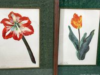 Close-up photo showing two framed botanical prints side by side, titled Hybrid Amaryllis Vittata and General de Wet Tulip, with marbled matting and red-gold wood frames.