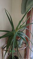 Aloe Vera plant with long thick green leaves and white markings, in a transparent glass pot with soil and moss on a metal stand.