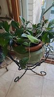 Live plant with dark green leaves in terracotta pot placed on a black metal decorative stand