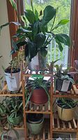 Full view of the plants displayed on wooden shelving near window, showing all three plants as a set.