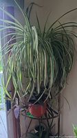 Spider plant with long variegated green and white leaves on a metal plant stand