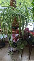Spider plant with long green and white leaves on left side of photo in a ceramic pot.