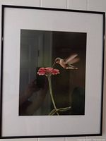 Framed nature photograph showing a hummingbird feeding from a red dahlia flower, black metal frame.