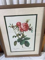 Framed Rosa botanical print against a curtain backdrop showing frame and mat edges.
