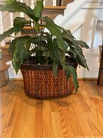 Front view of large woven basket holding a live plant with broad green leaves.