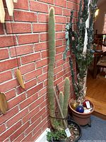 Full view of three spiked cactus stems held upright against brick wall, pot visible with surrounding objects.
