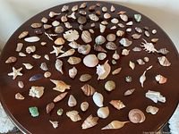 Full top view of 70 various seashells arranged on a round wood table in assorted marine shapes and colors