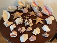 Full view of all marine items on a wooden table showing variety of shells, starfish, and coral.