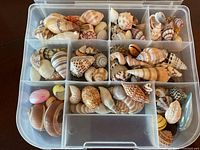 Overview of the collection of miniature sea shells in a plastic compartment box.
