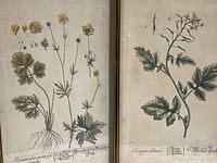 Close-up of both framed botanical prints showing detailed plant illustrations and labels.