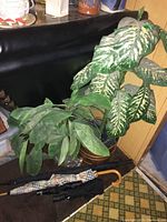 Photo of two faux plants, one tall with variegated green and white leaves and one smaller with solid green leaves, both in copper-colored pots. Four umbrellas laid in front.