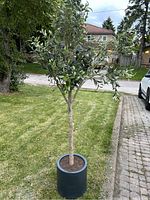 Artificial olive tree in a dark blue pot placed outdoors on grass near a driveway and parked cars.