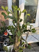 Full view of large roadkill cactus plant with many green pads and thick woody trunks outdoors next to a window and brick wall.