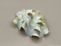 Side view of large ruffled sea shell showing natural color and texture