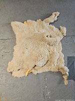 Full view of cream colored sheep skin on floor with natural shape and wear.