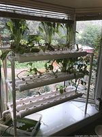 Full view of the assembled hydroponic system with three stacked PVC pipe layers near a window, showing some plants growing.