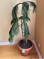 Full view of the Norfolk pine tree planted in a reddish-brown plastic planter on a wooden floor against a beige wall.