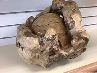 Front angled view of a large burl wood decor showing natural rounded and knotted wood with a hollow center.